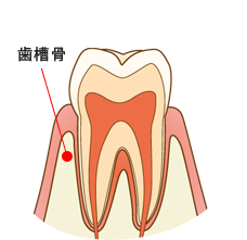 歯槽骨